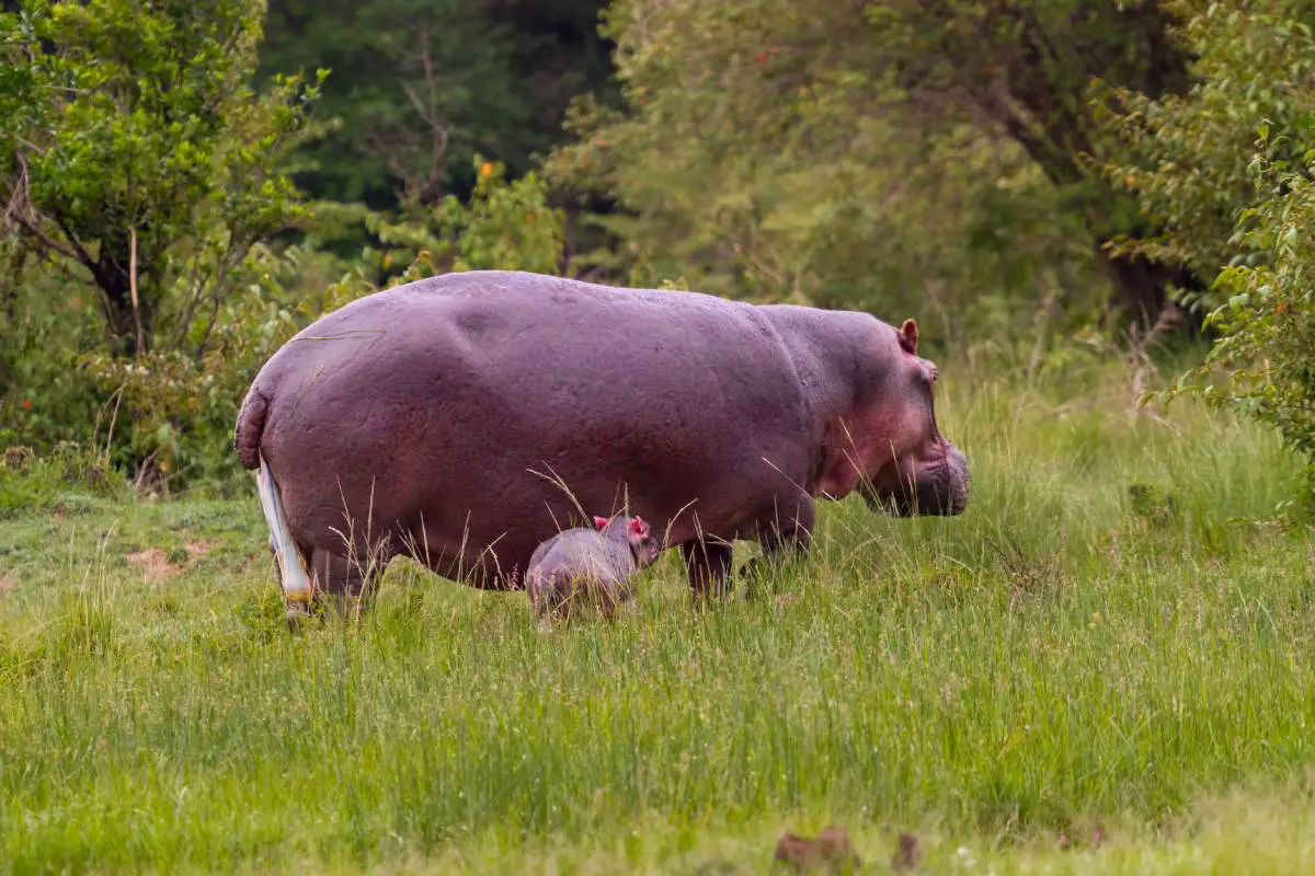 Do Hippos Give Birth in Water? Get the Facts!