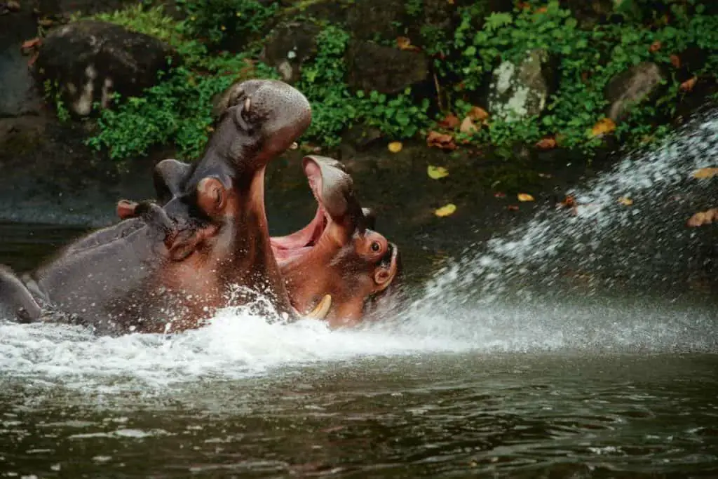 Do Hippos Kill more than Lions? Get the Facts!