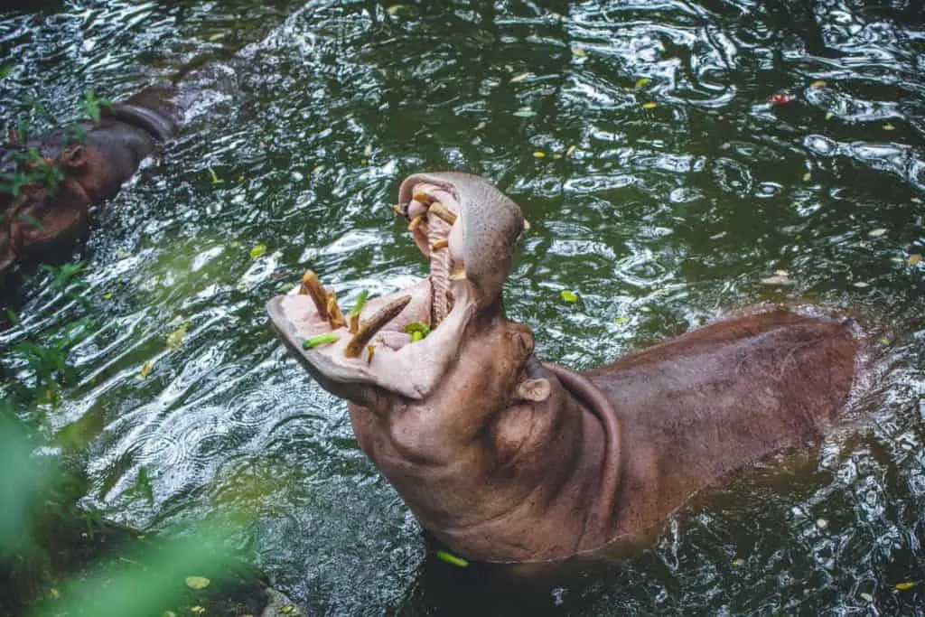 Do hippos kill the most?