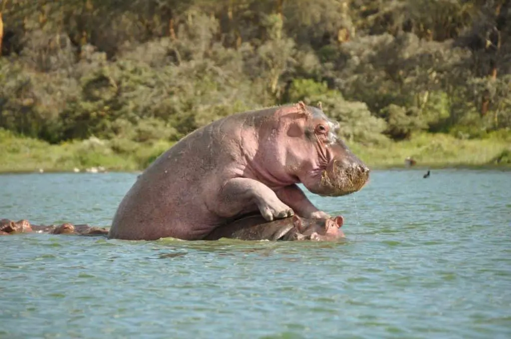 Do hippos mate underwater?