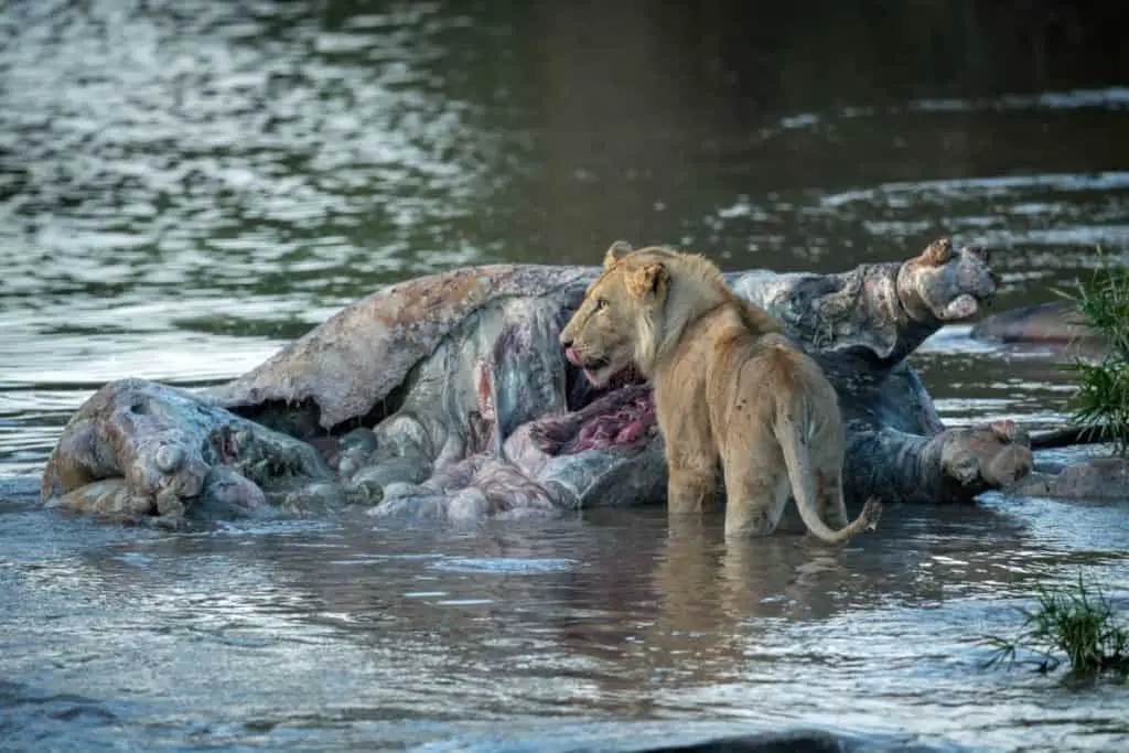 Do lions ever kill hippos?