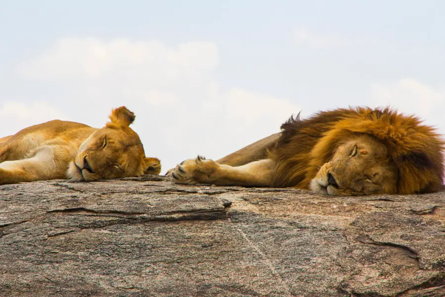 How many times do lions mate a day?