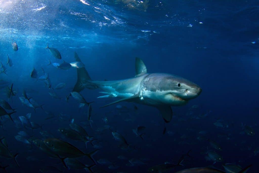 What is a shark's sense of smell like?