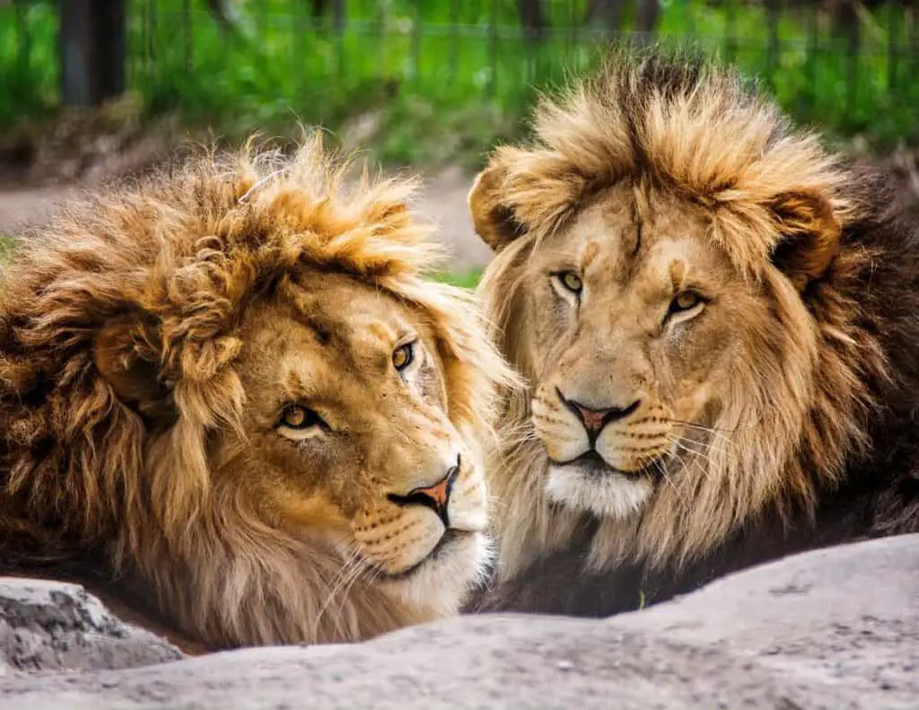 Why are Lions different from other Cats? 10 Main Difference