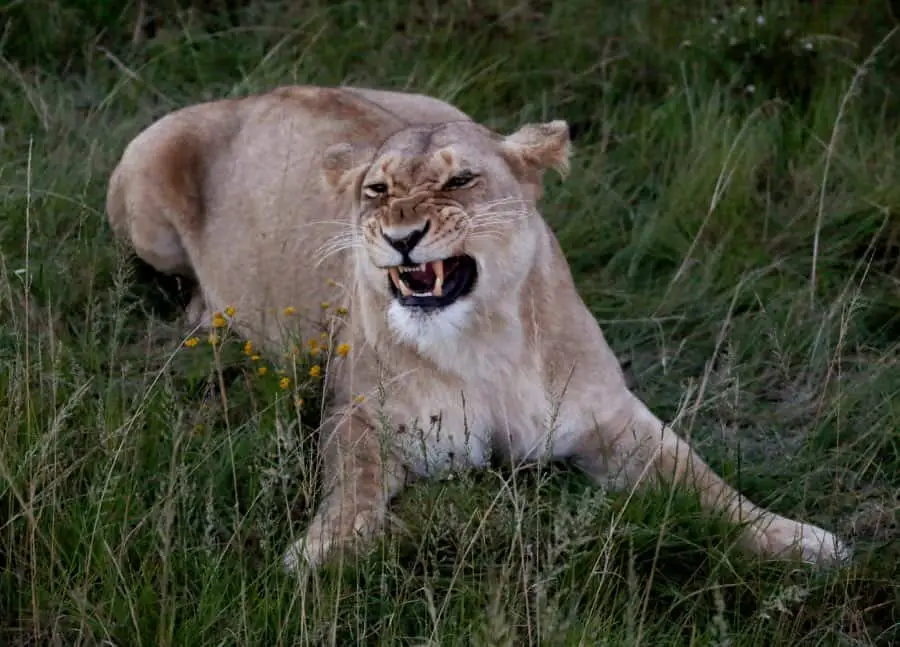 Why do female lions get angry when mating?