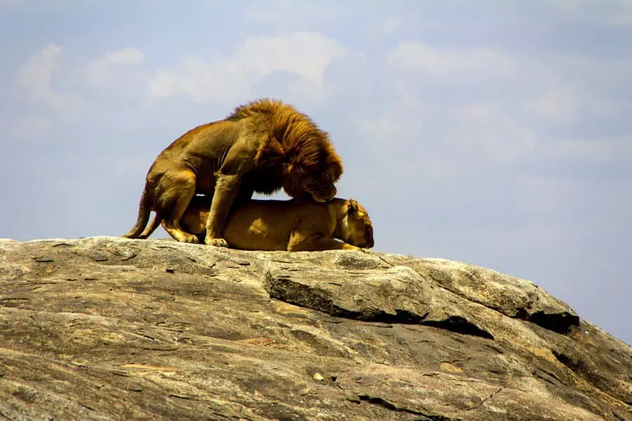 Why do lions bite the neck when mating?