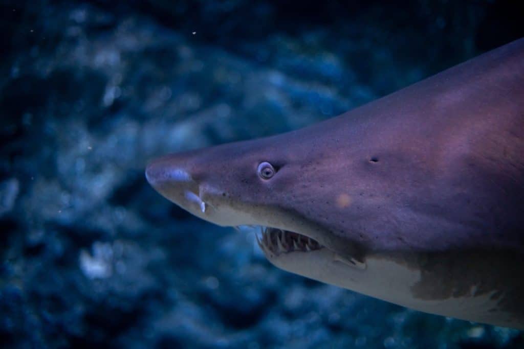 How Many Teeth Do Blacktip Sharks Have?