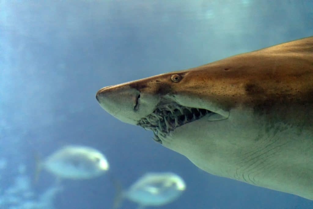 How Many Teeth Do Bull Sharks Have?