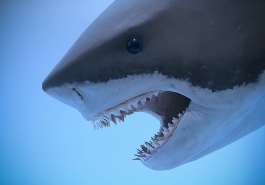 How Many Teeth Do Great White Sharks Have?