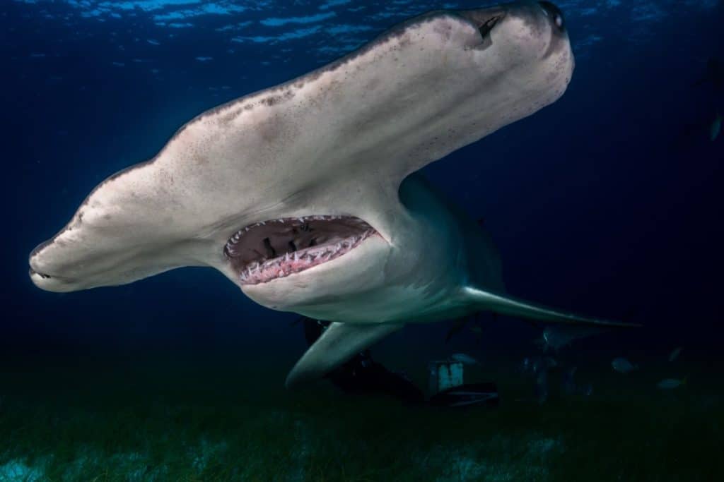 How many Teeth Do Hammerhead Sharks Have?