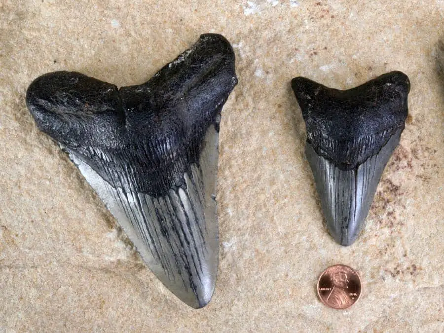 shark fossil teeth, black