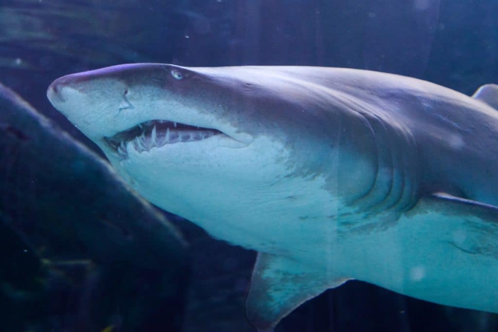 How Many Teeth Do Nurse Sharks Have?