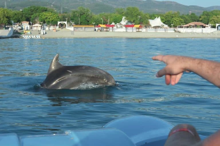 10 Reasons Why do dolphins follow boats?