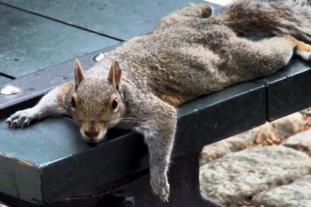 3) It's common for male squirrels to lie down this way when marking their territory.