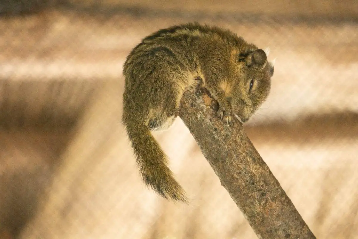 9) Squirrels might also lie down this way after injury or sickness.