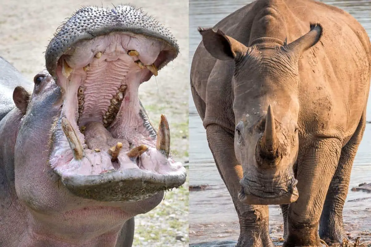 Are Hippos Related to Rhinos?