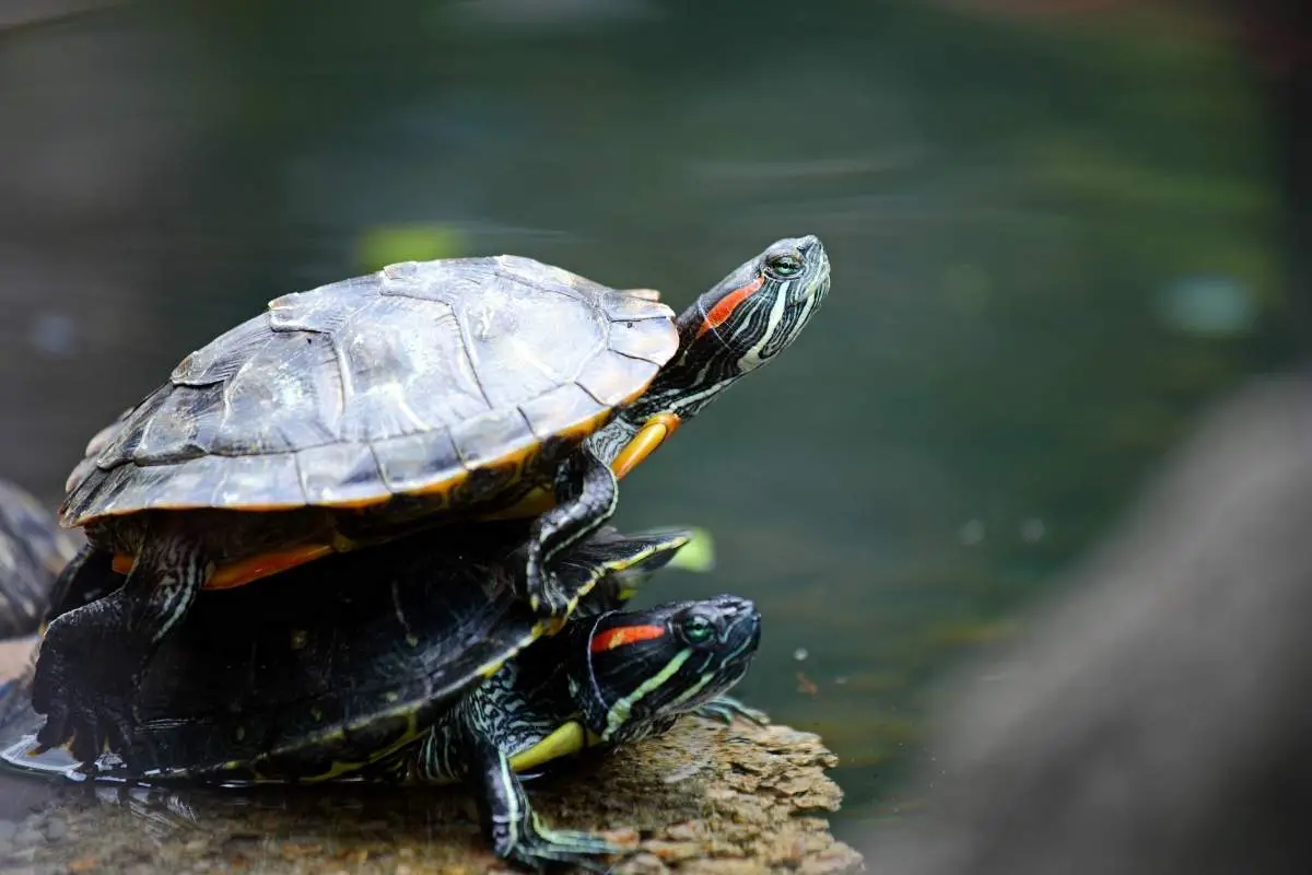 Are turtles smart?
