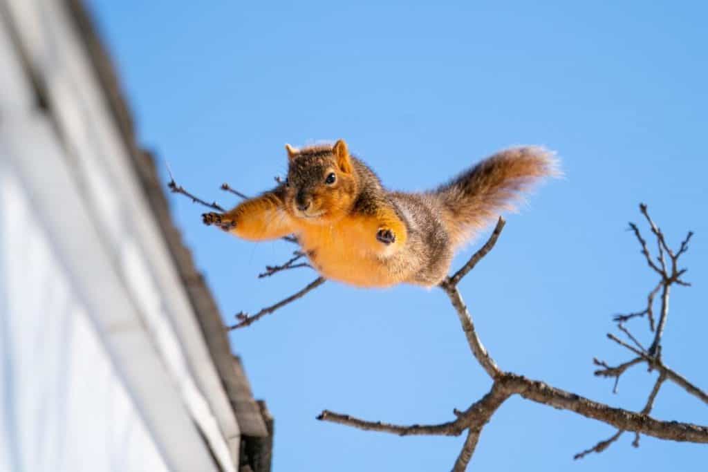 Can Squirrels survive a fall