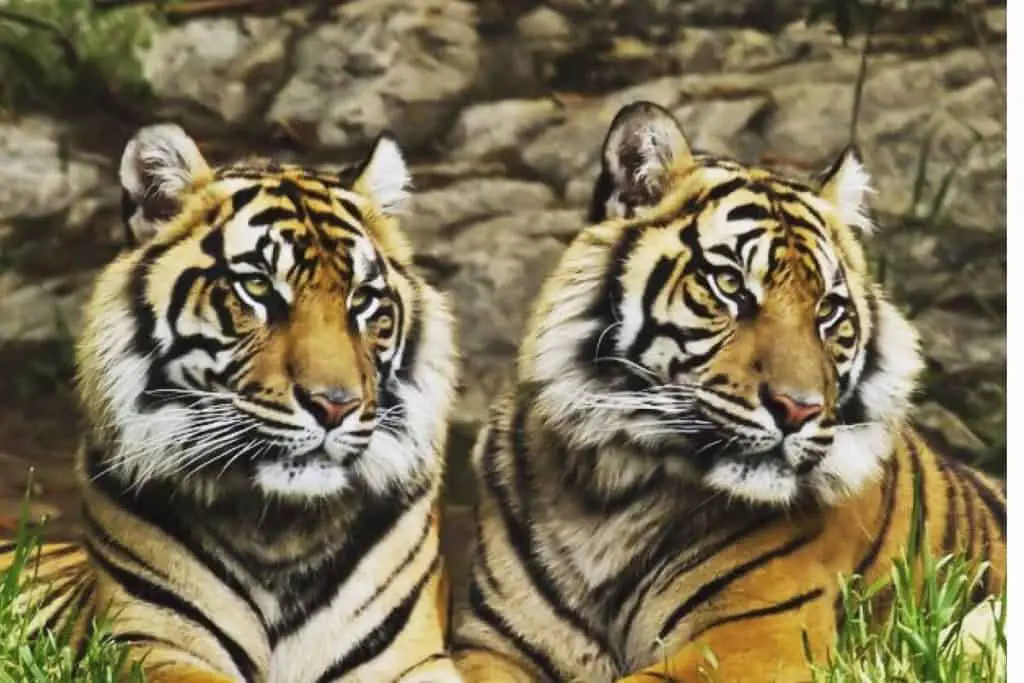 Can Tigers have Twins