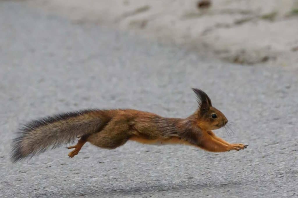How do Squirrels land after jumping?