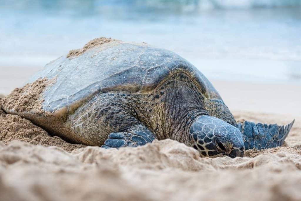 How do Turtles die? Here are the Facts!