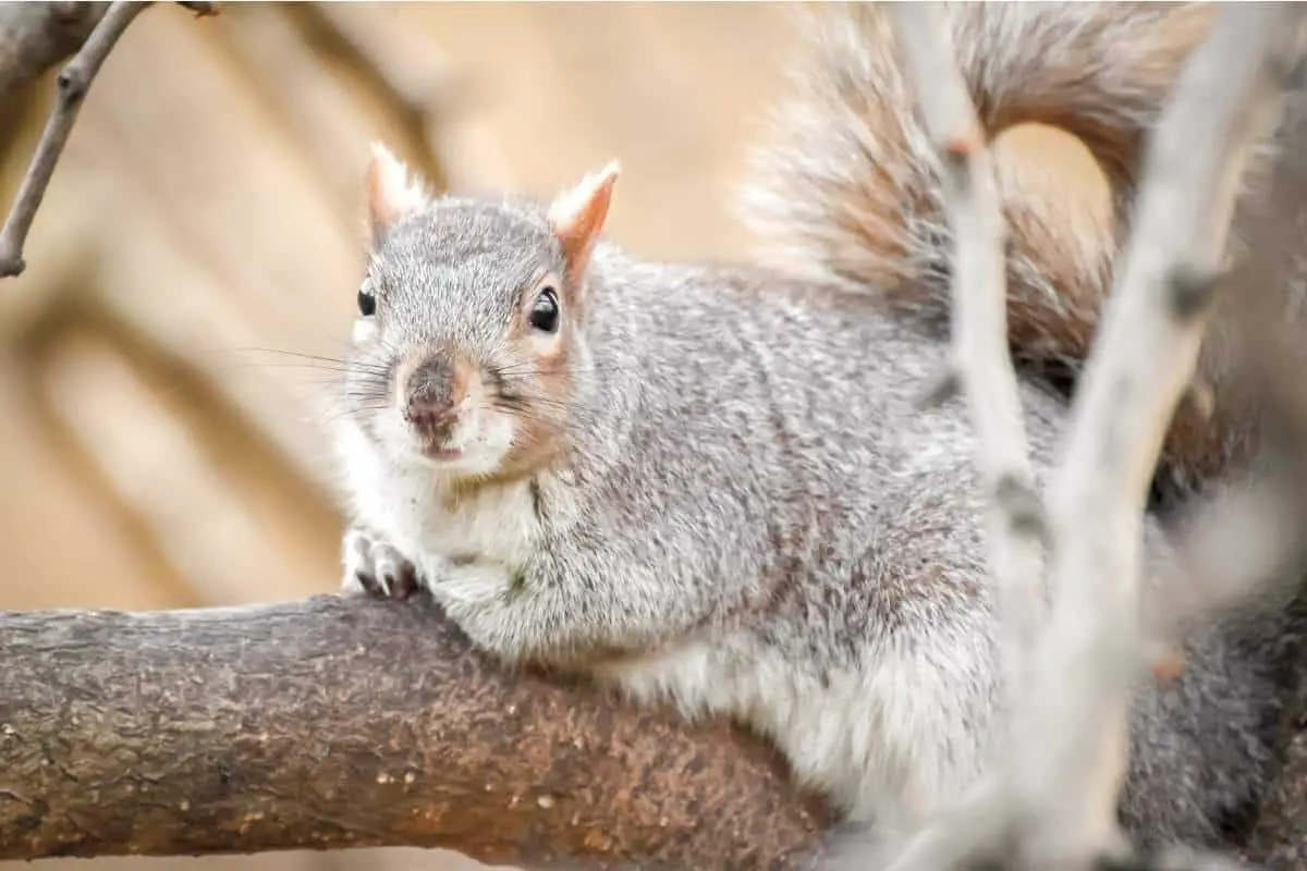 How long are squirrels pregnant?