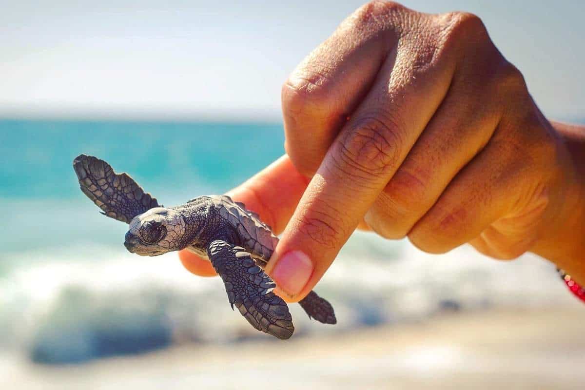 How long can a pet turtle live without food?
