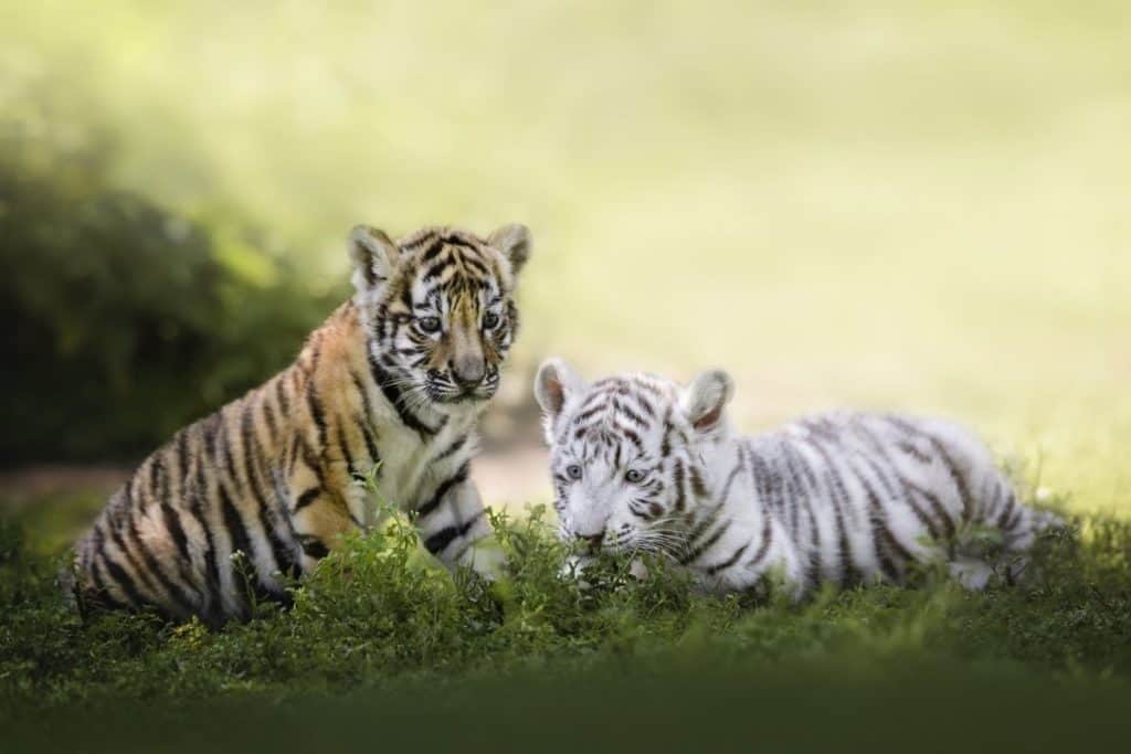How many babies do tigers have