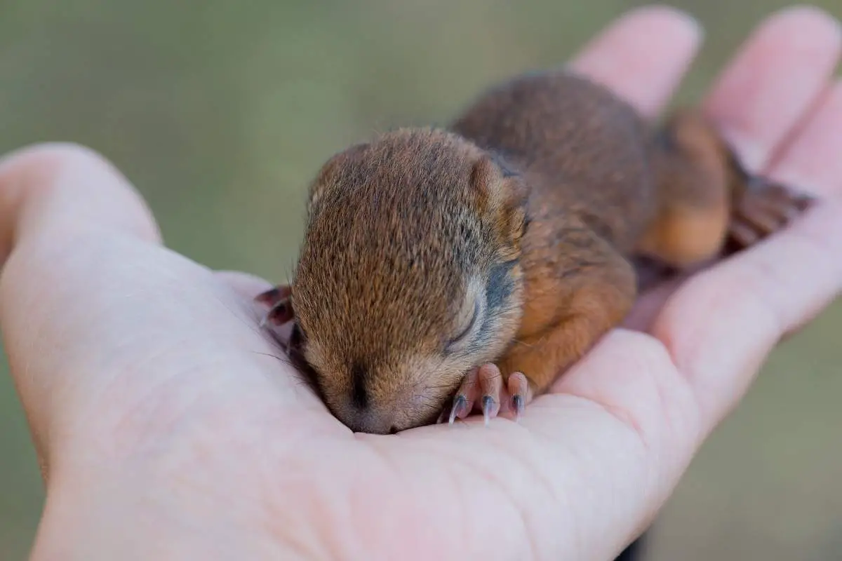 do squirrels have belly buttons