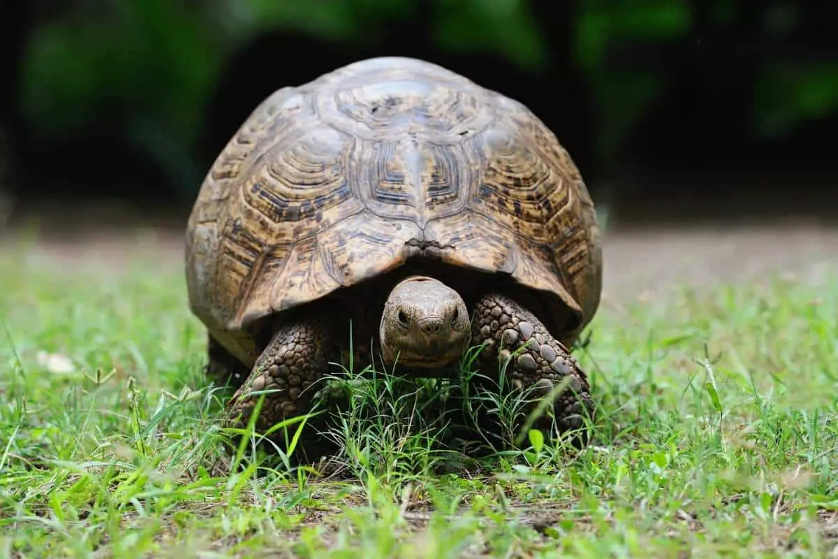 Should a keep a Turtle as a Pet?