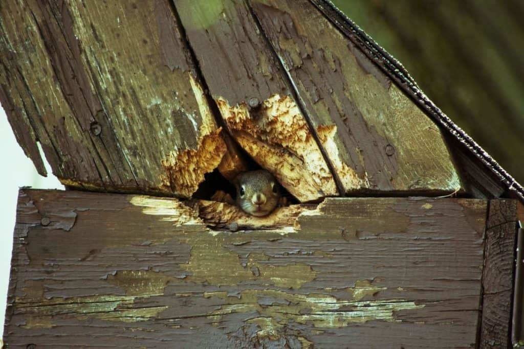 Do Squirrels Nest in Houses?