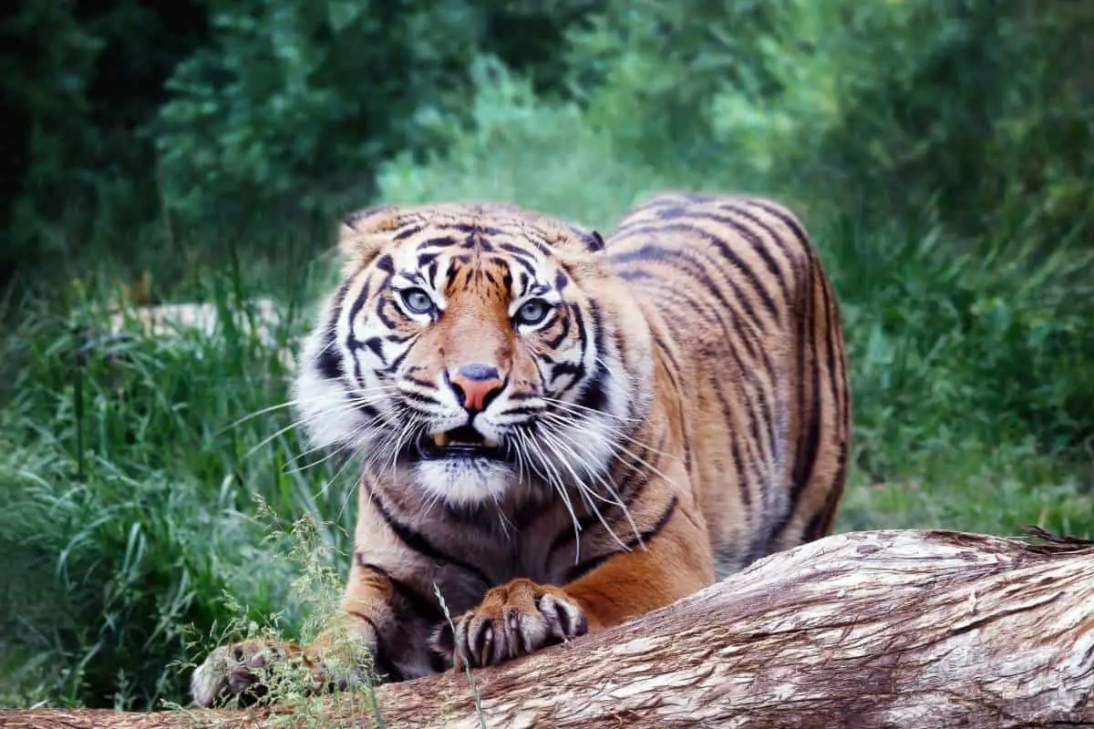 Stripes are unique to tigers