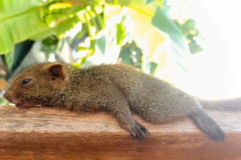 The 11 Reasons why Squirrels lay flat