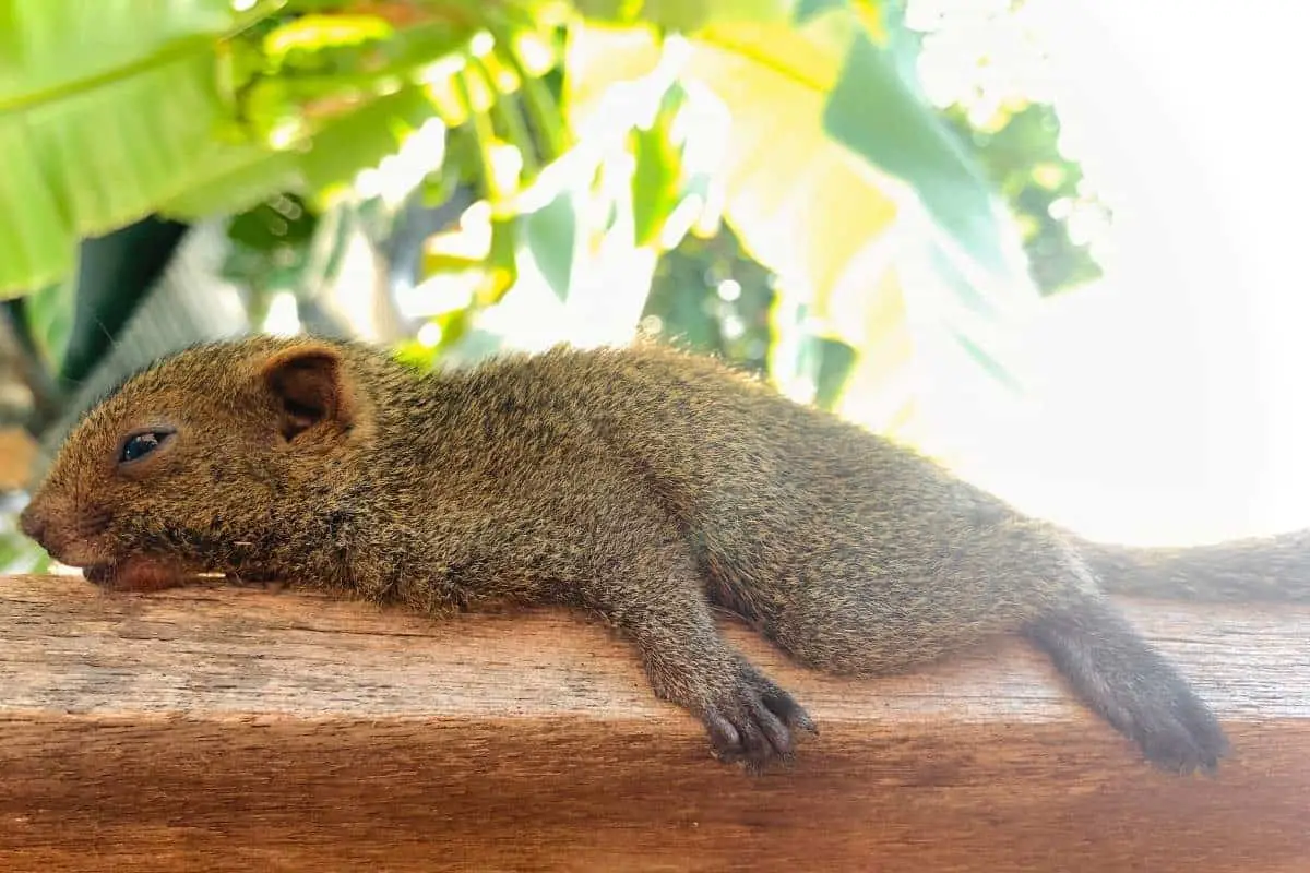 The 11 Reasons why Squirrels lay flat