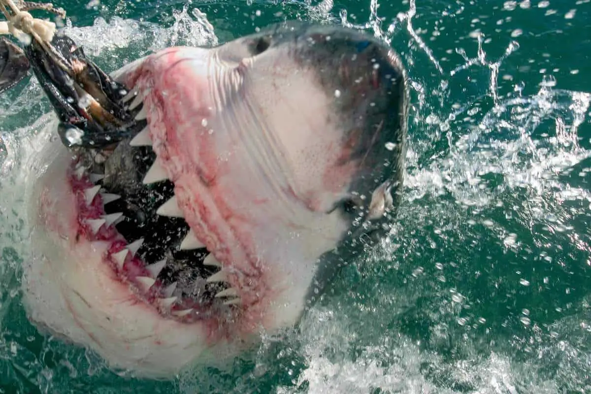 What shark meat is poisonous to humans