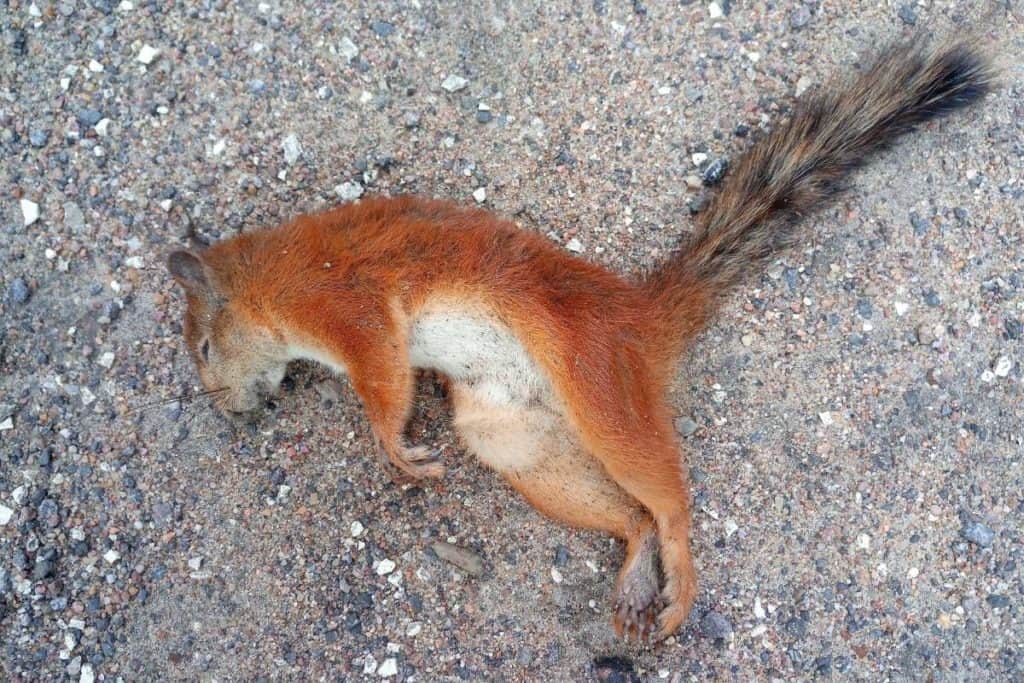 Where do Squirrels go to die?