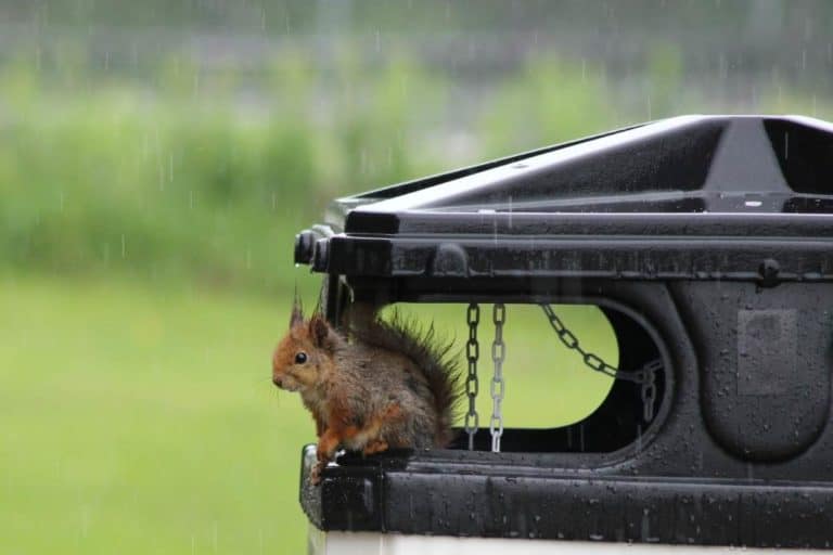 Where do Squirrels go when it rains? Get the Facts!