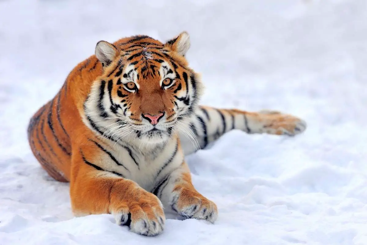 White tigers have different striping than orange ones.