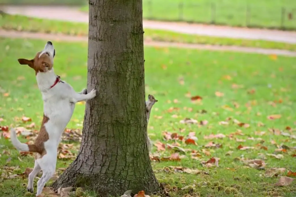 Why do Dogs hate Squirrels? 9 Reasons Why