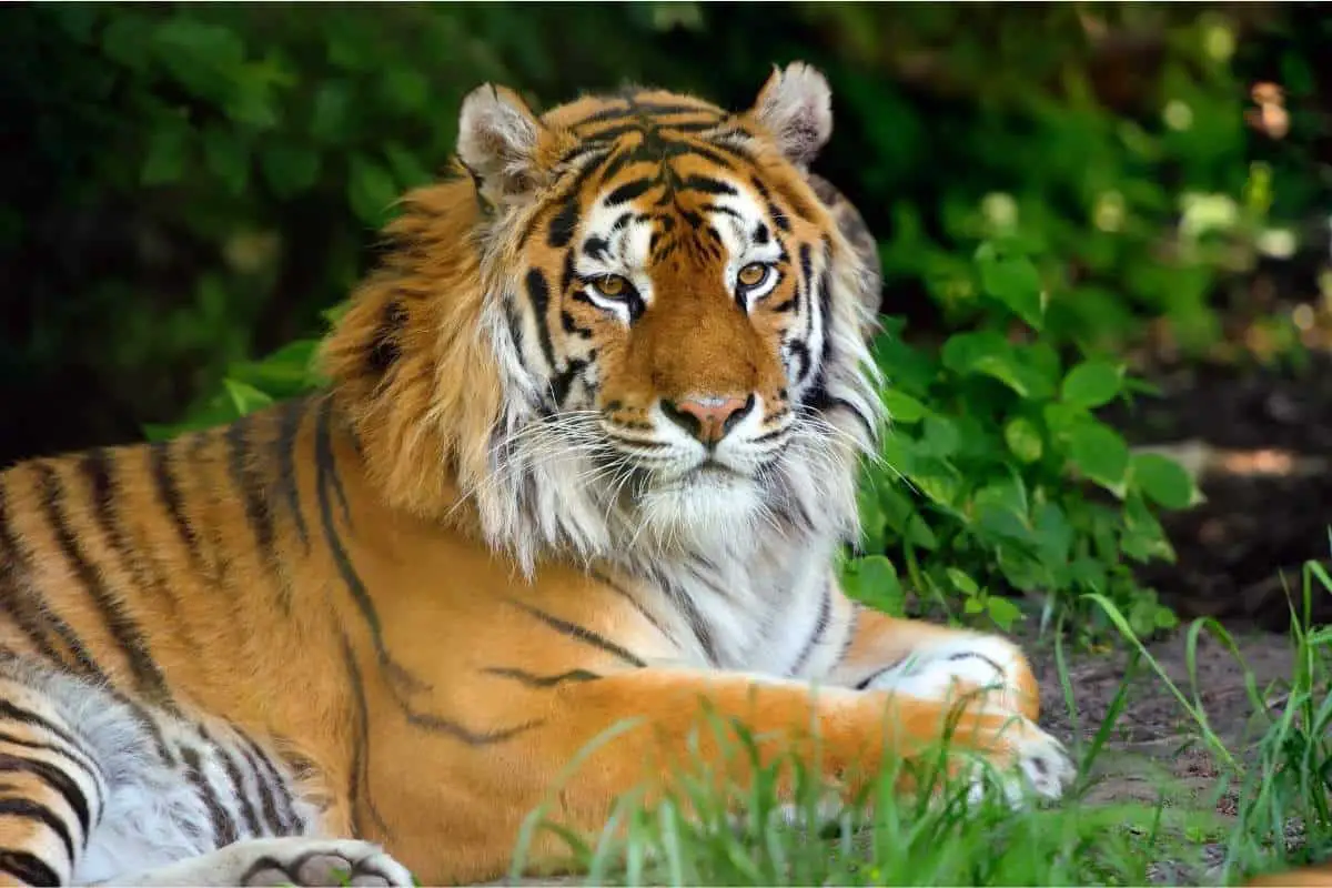 Why do tigers have stripes? Get The Facts!