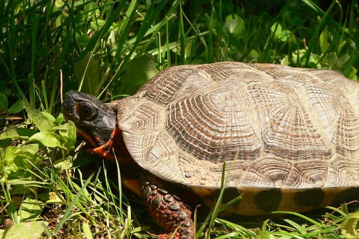 How long can a wood turtle go without eating