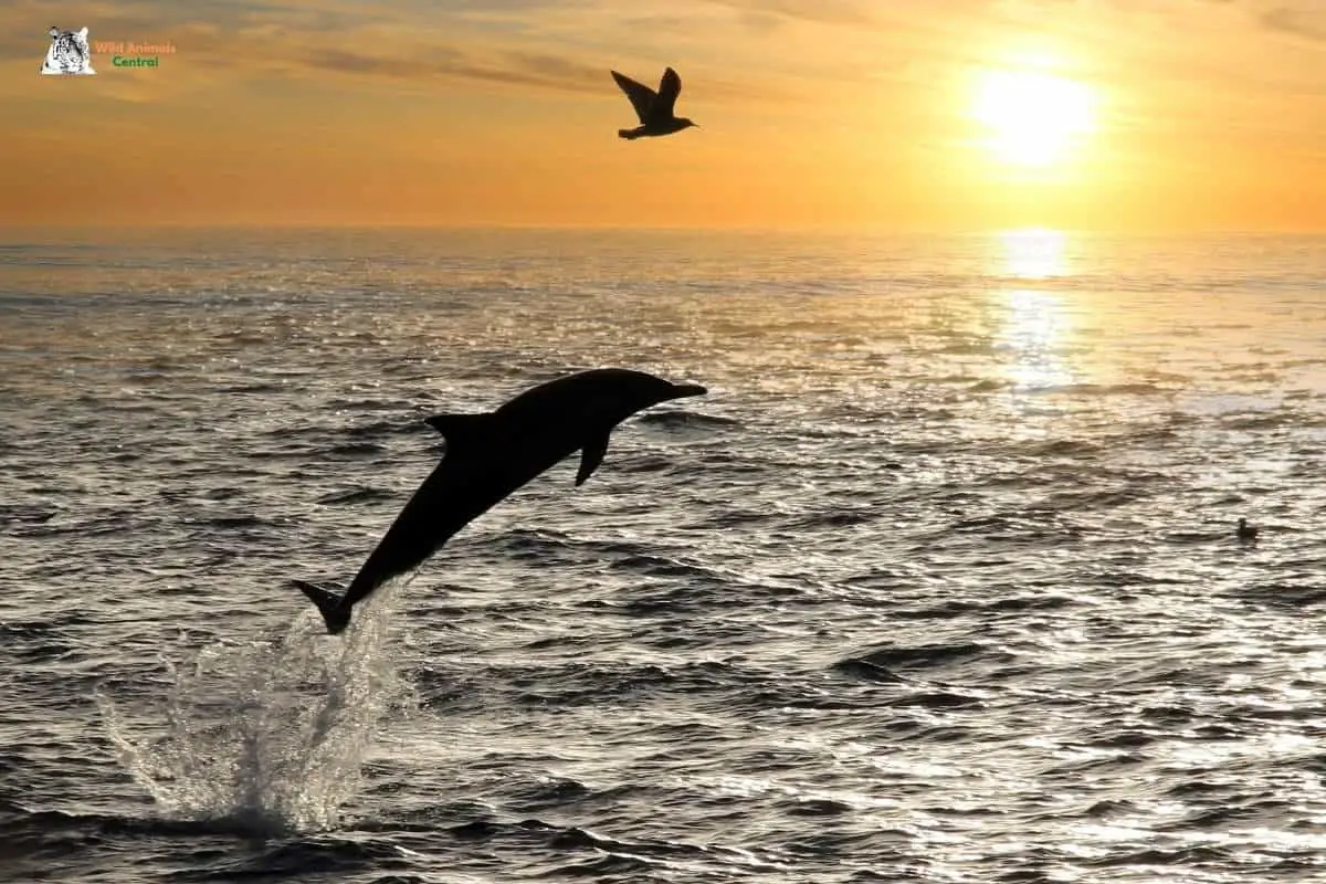 13 Reasons Why Do Dolphins Jump Out of the Water