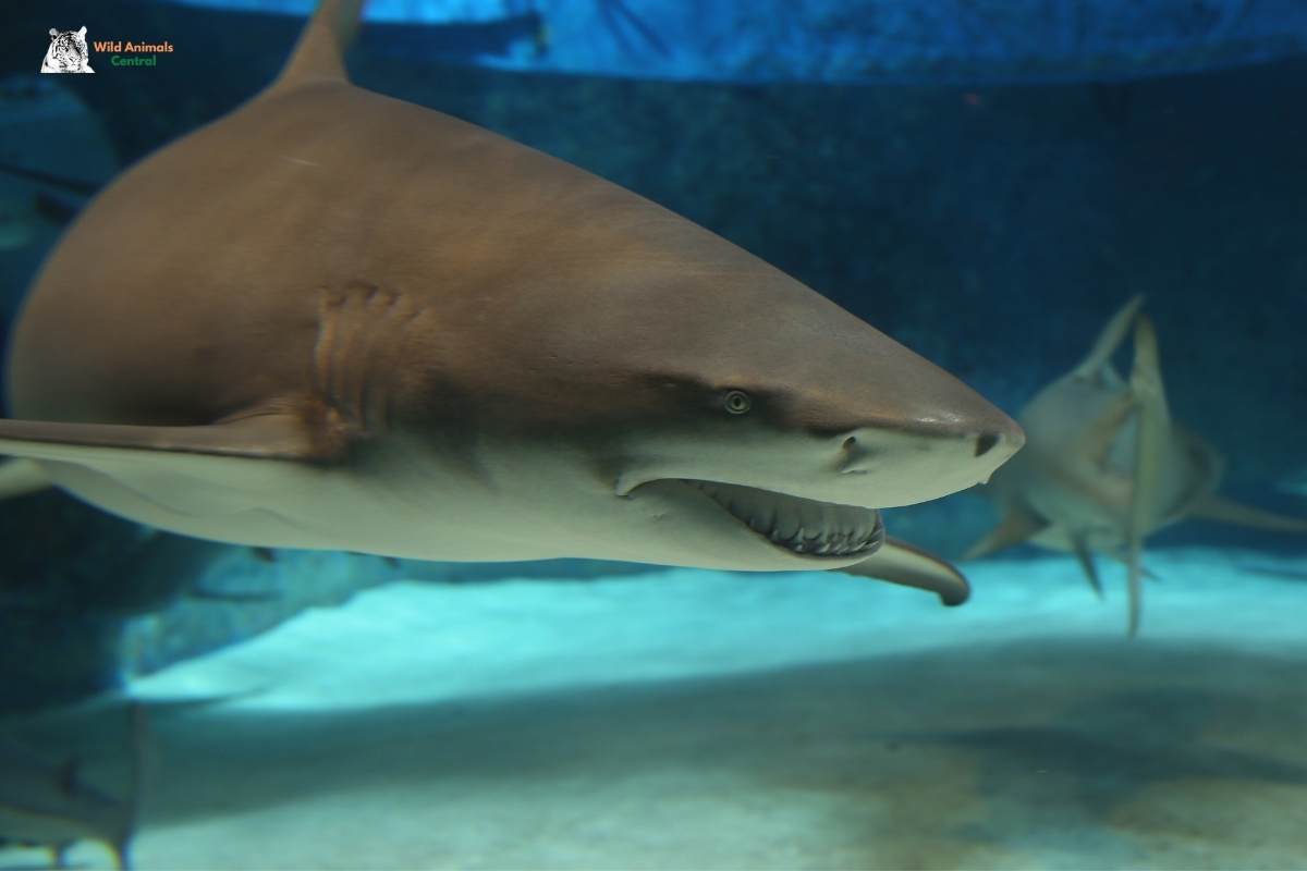 Can sharks close their eyes?
