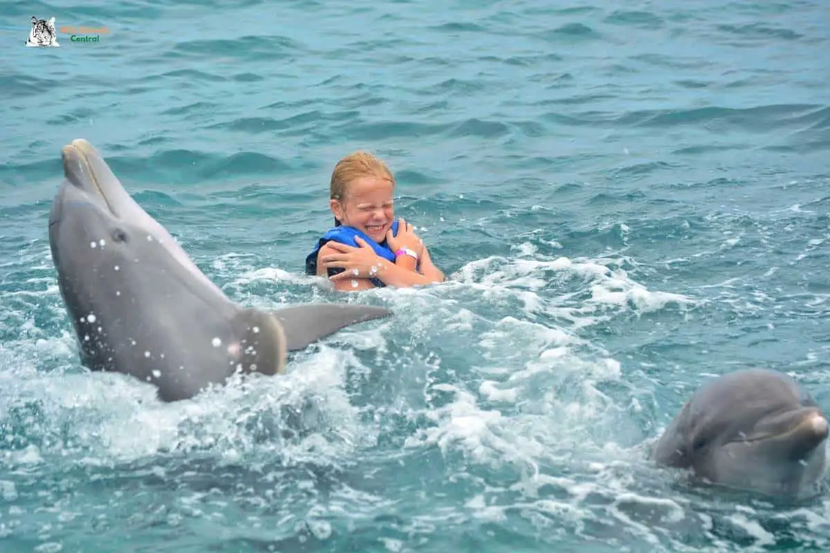 Do Dolphins Attack Humans? The Truth About Dolphins and Humans