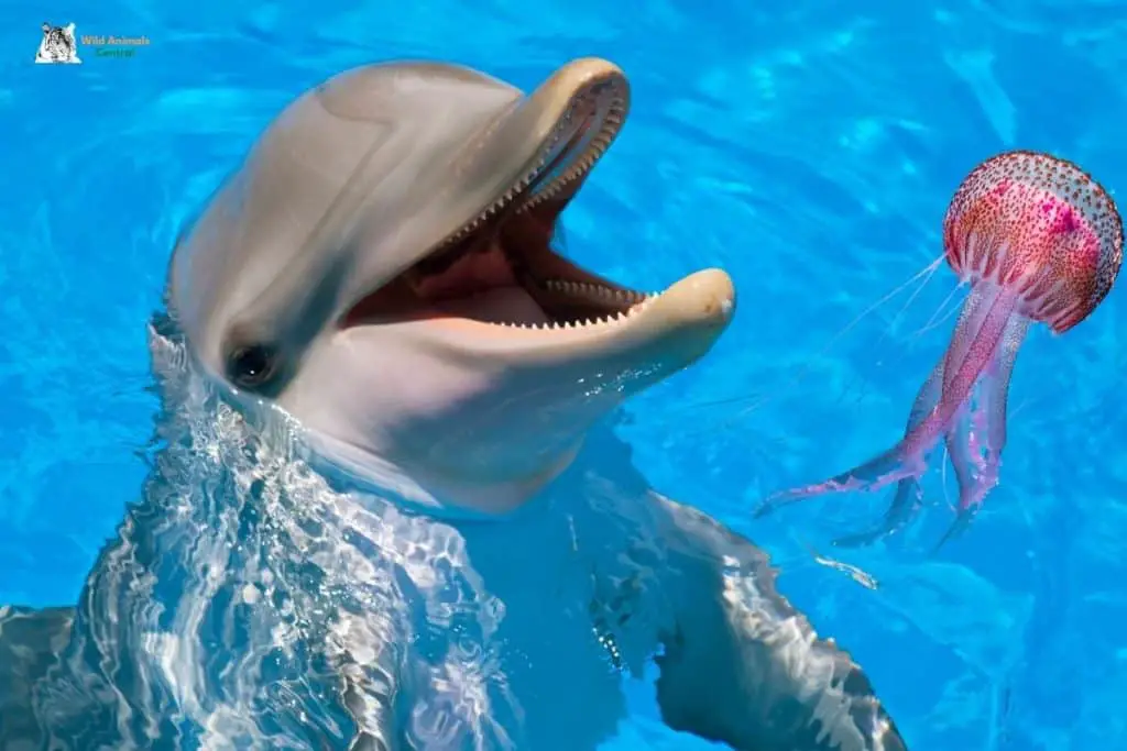 Do Dolphins Eat Jellyfish? Get the Facts!