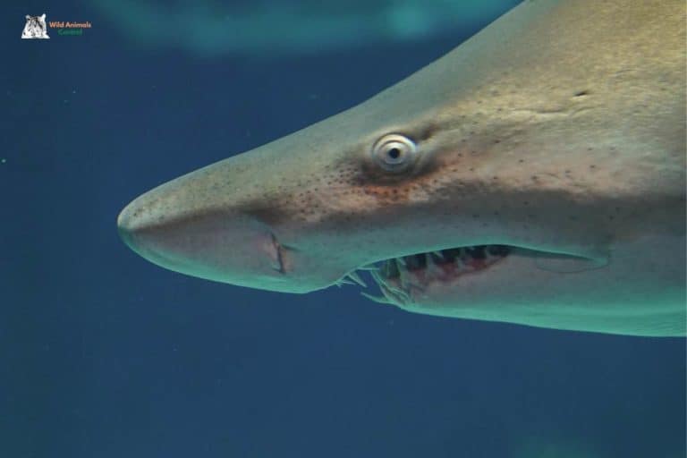 Do Sharks Blink? The Answer May Surprise You!