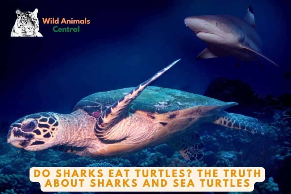 Do Sharks Eat Turtles? The Truth about Sharks and Sea Turtles