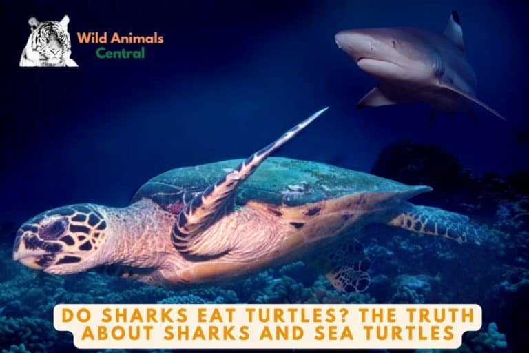 Do Sharks Eat Turtles? The Truth about Sharks and Sea Turtles