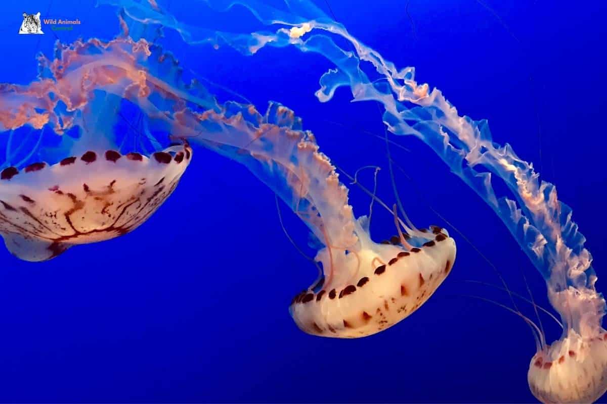 What kind of jellyfish do dolphins eat?
