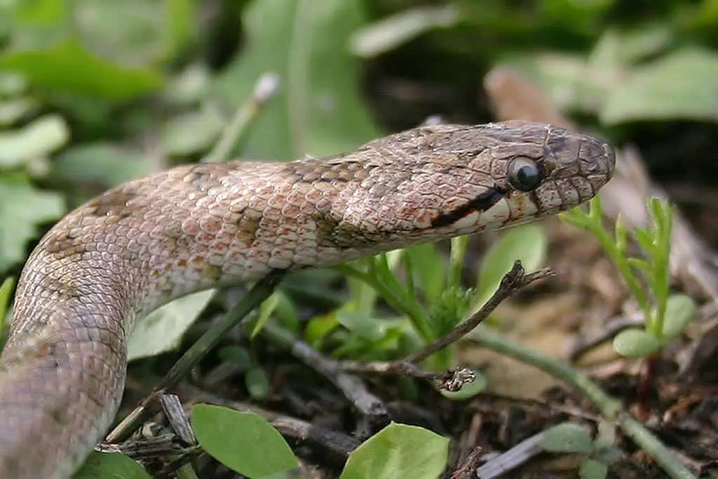 Are snake's eyes necessary for survival?
